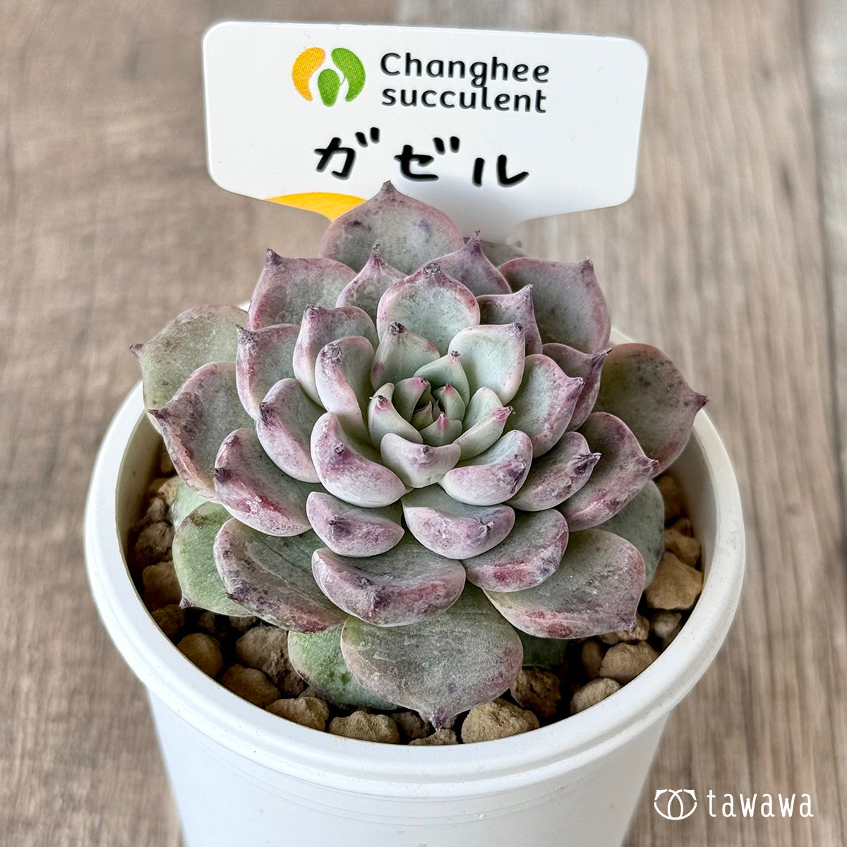 ＊新入荷＊　ガゼル（チャンヒー農園苗）