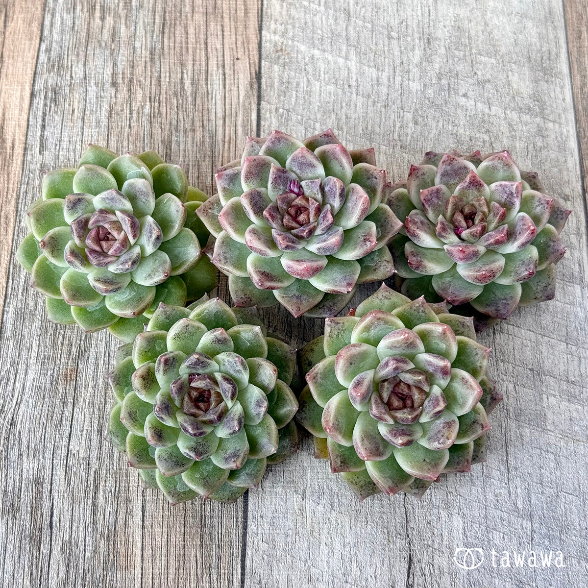 ＊新入荷＊　ダークサークル（チャンヒー農園苗）