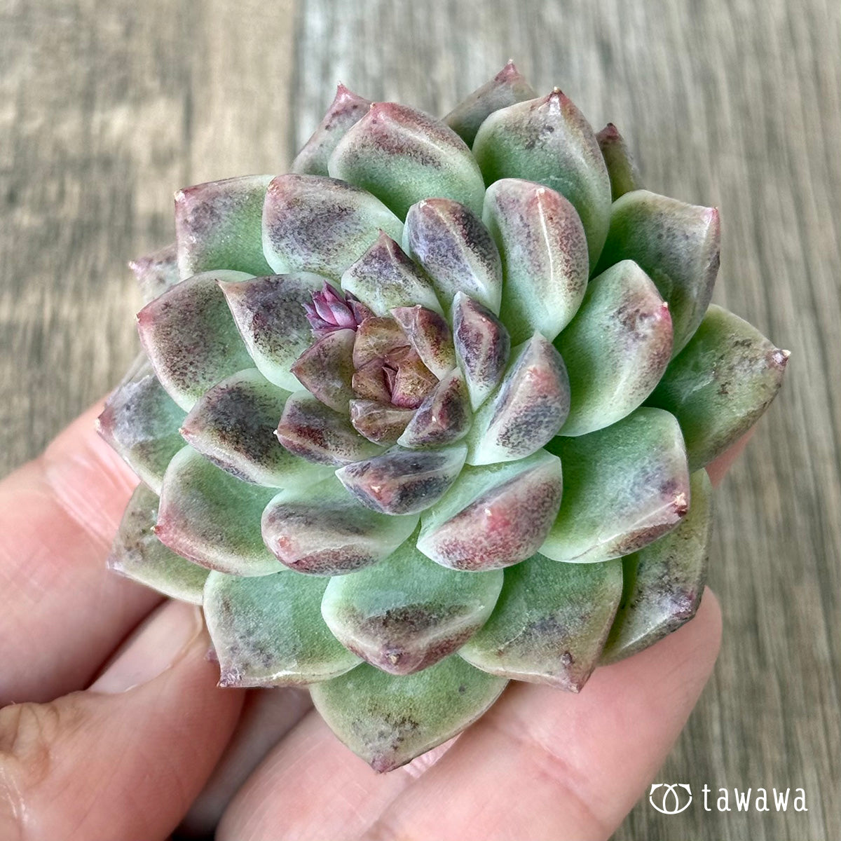 新入荷＊ ダークサークル（チャンヒー農園苗） – 多肉植物の通販・販売