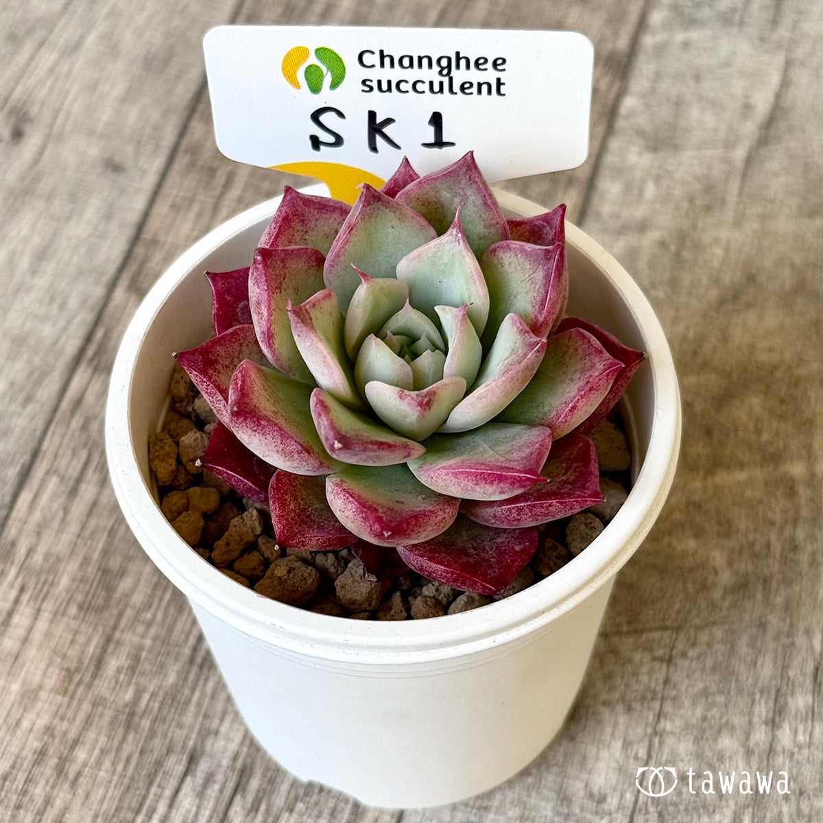 SK1 （チャンヒー農園苗）