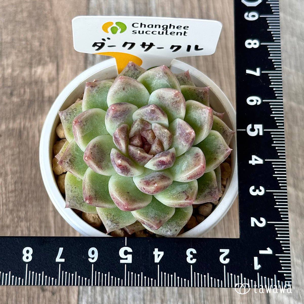 ＊新入荷＊　ダークサークル（チャンヒー農園苗）