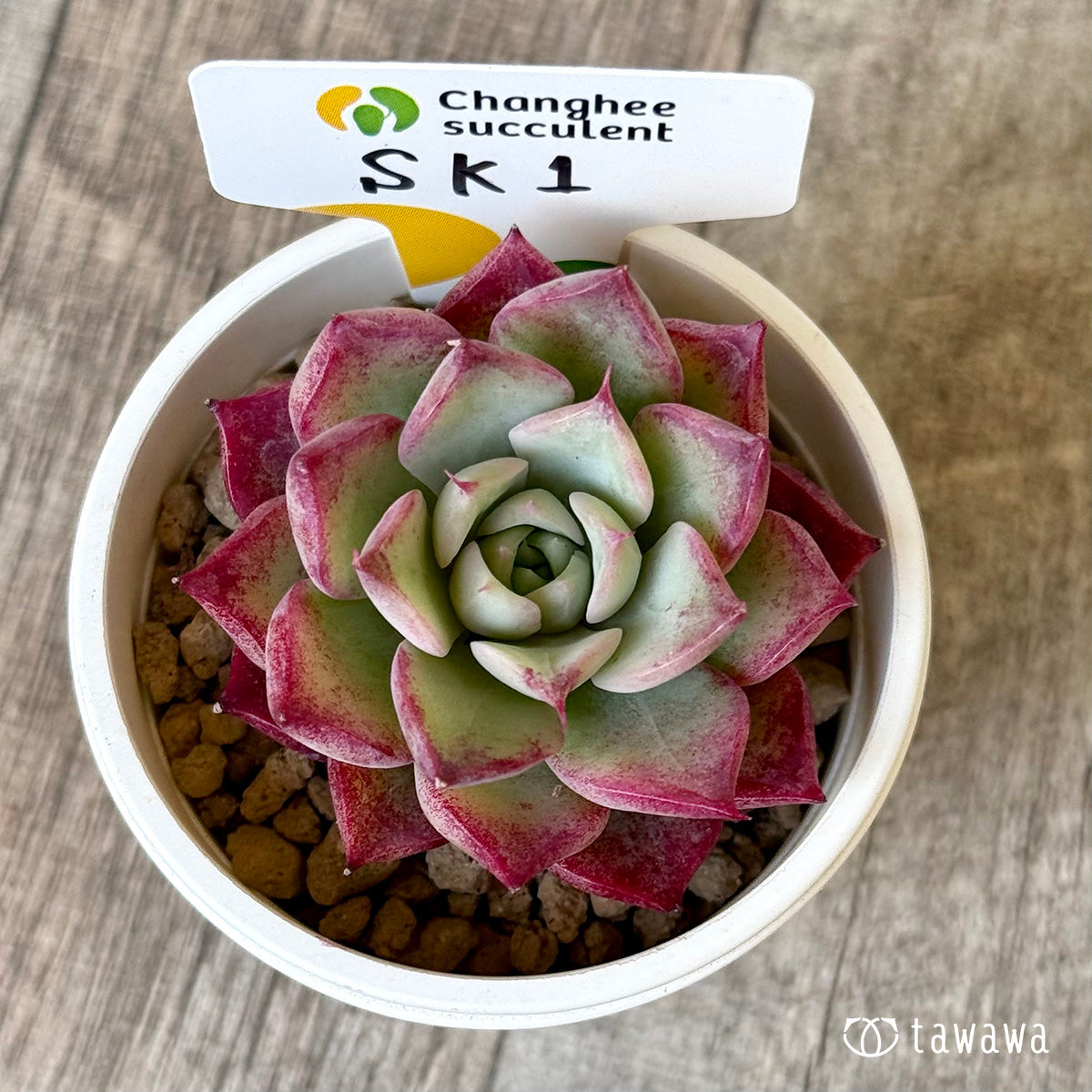 SK1 （チャンヒー農園苗）