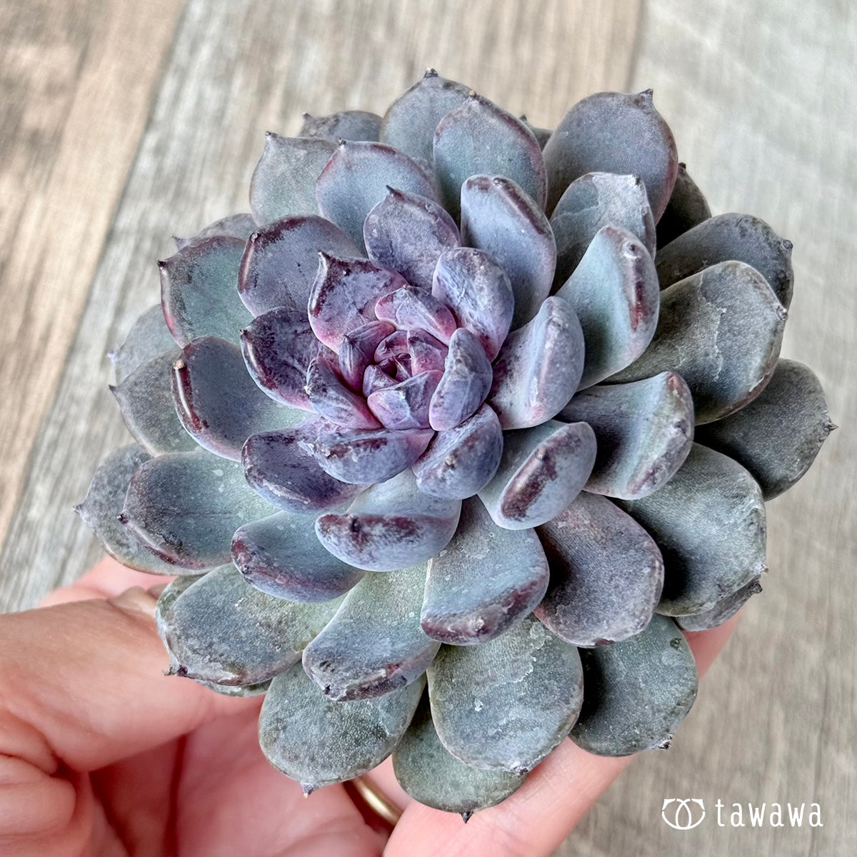 新入荷＊ サラブラック【単頭】（チャンヒー農園苗） – 多肉植物の通販