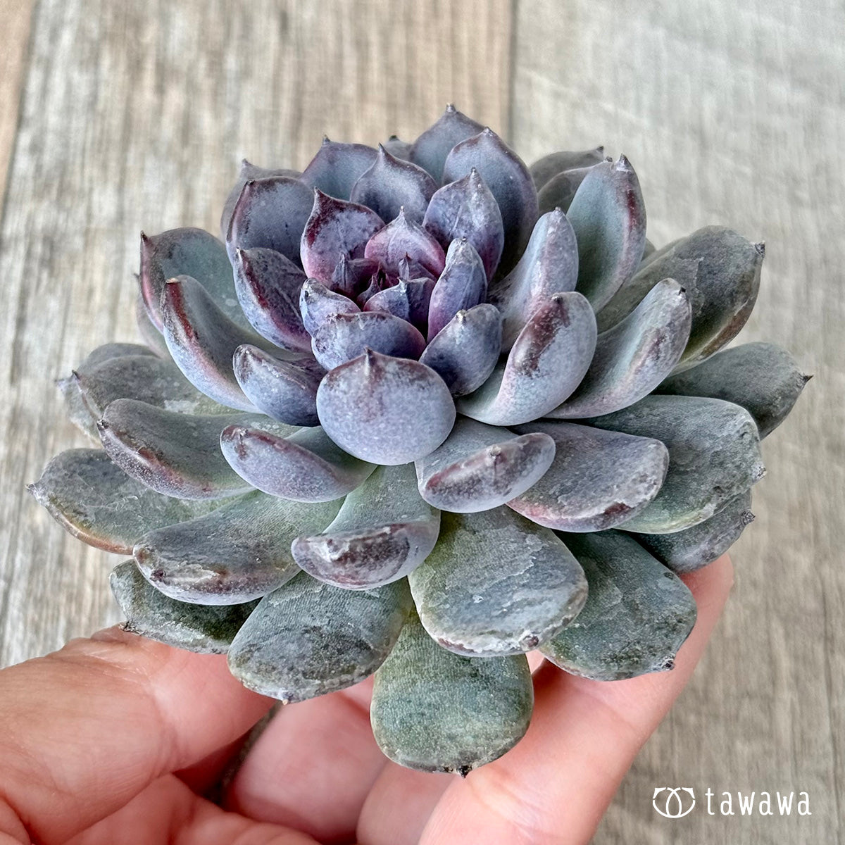 新入荷＊ サラブラック【単頭】（チャンヒー農園苗） – 多肉植物の通販