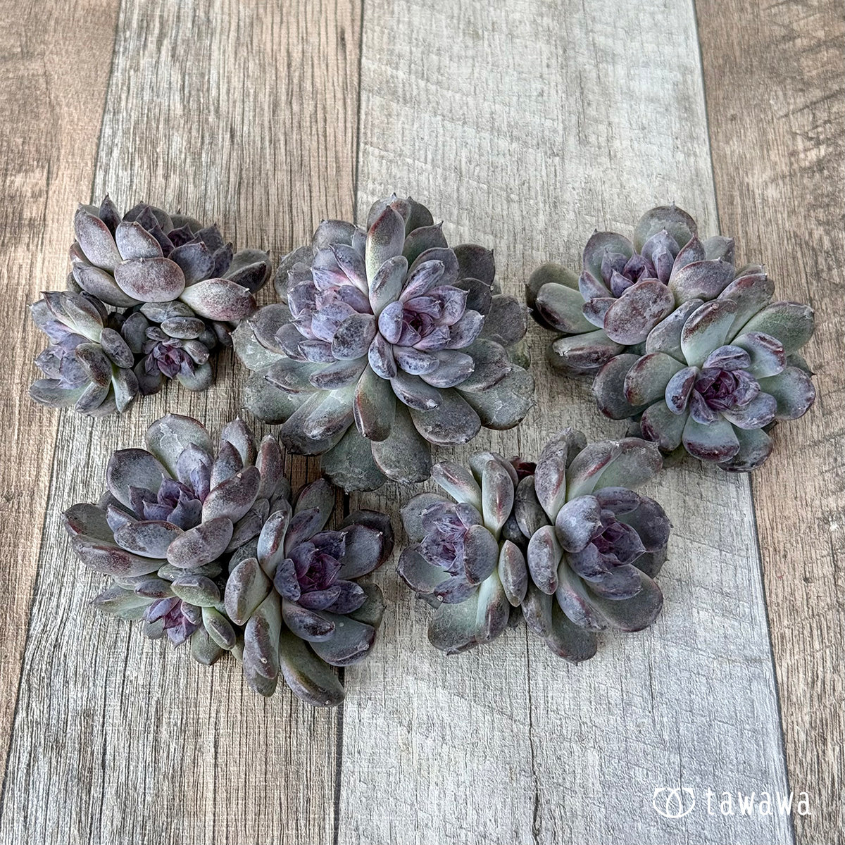 ＊新入荷＊　サラブラック【多頭】（チャンヒー農園苗）