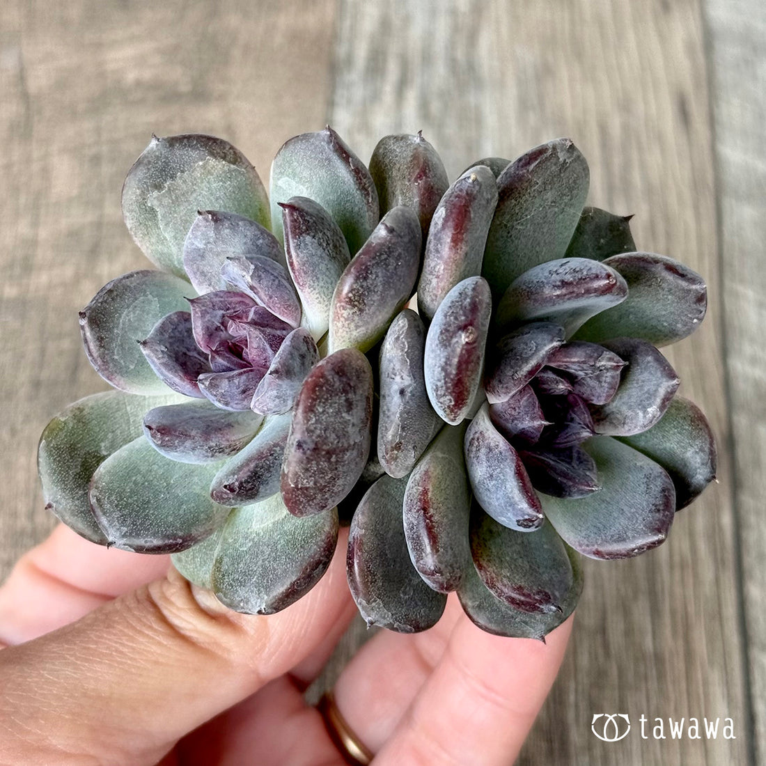 *新入荷* サラブラック【多頭】(チャンヒー農園苗)