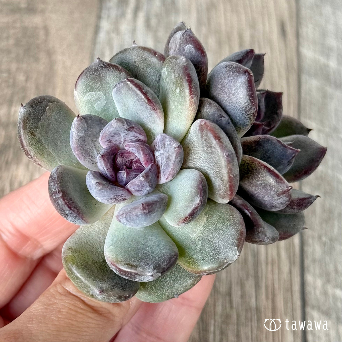 ＊新入荷＊　サラブラック【多頭】（チャンヒー農園苗）