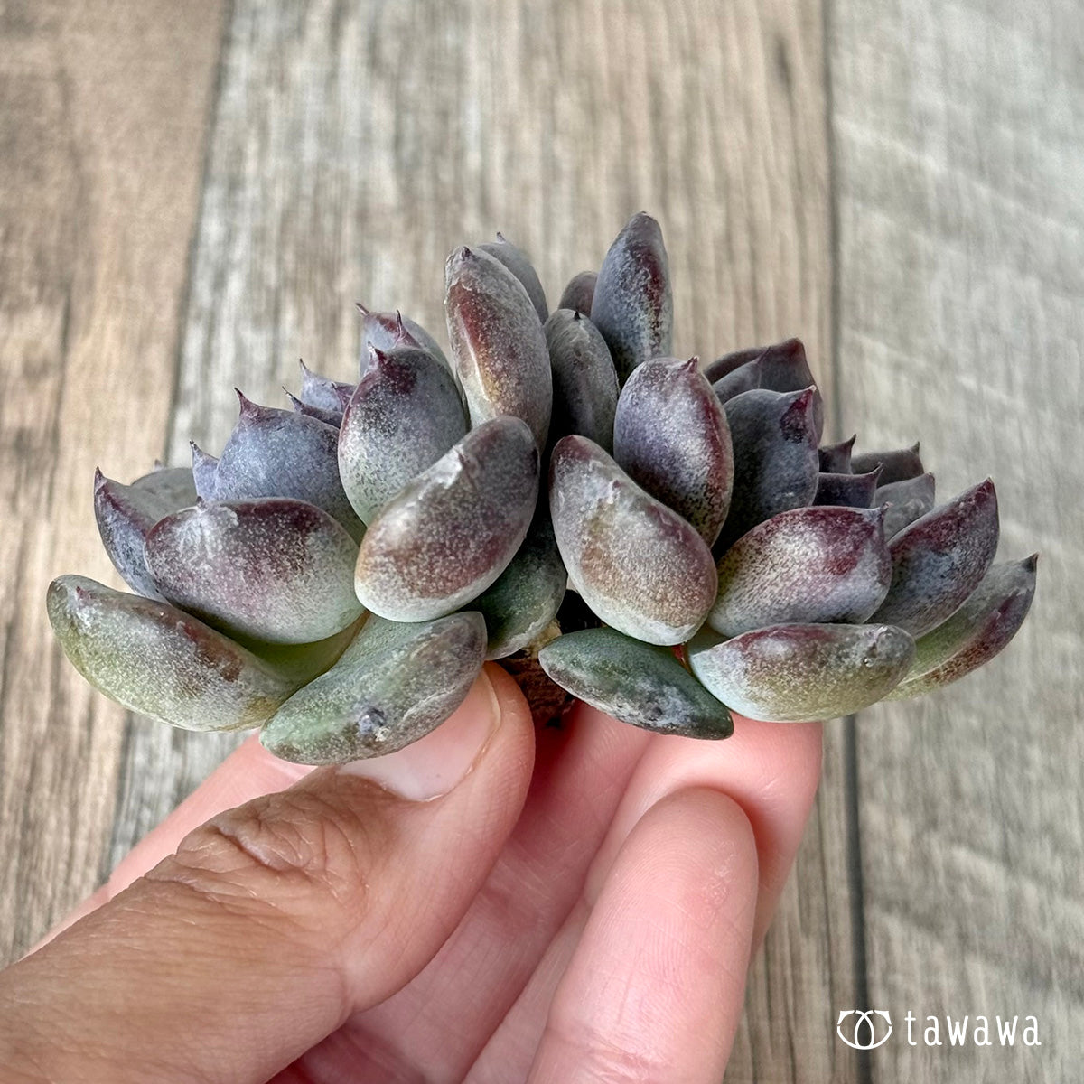 ＊新入荷＊　サラブラック【多頭】（チャンヒー農園苗）