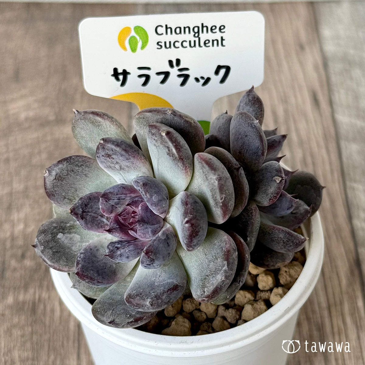 ＊新入荷＊　サラブラック【多頭】（チャンヒー農園苗）