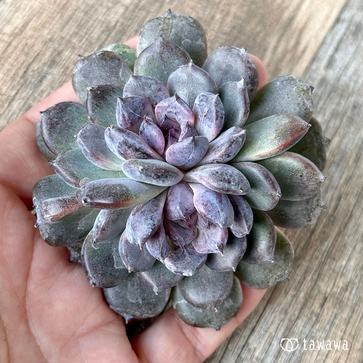 ＊新入荷＊　サラブラック【多頭】（チャンヒー農園苗）