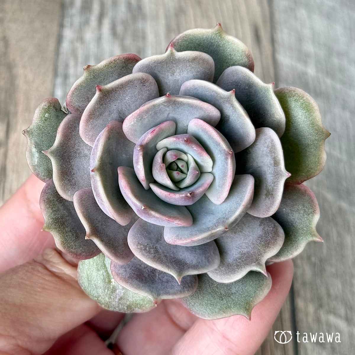 ＊新入荷＊　ピンクローラ（チャンヒー農園苗）