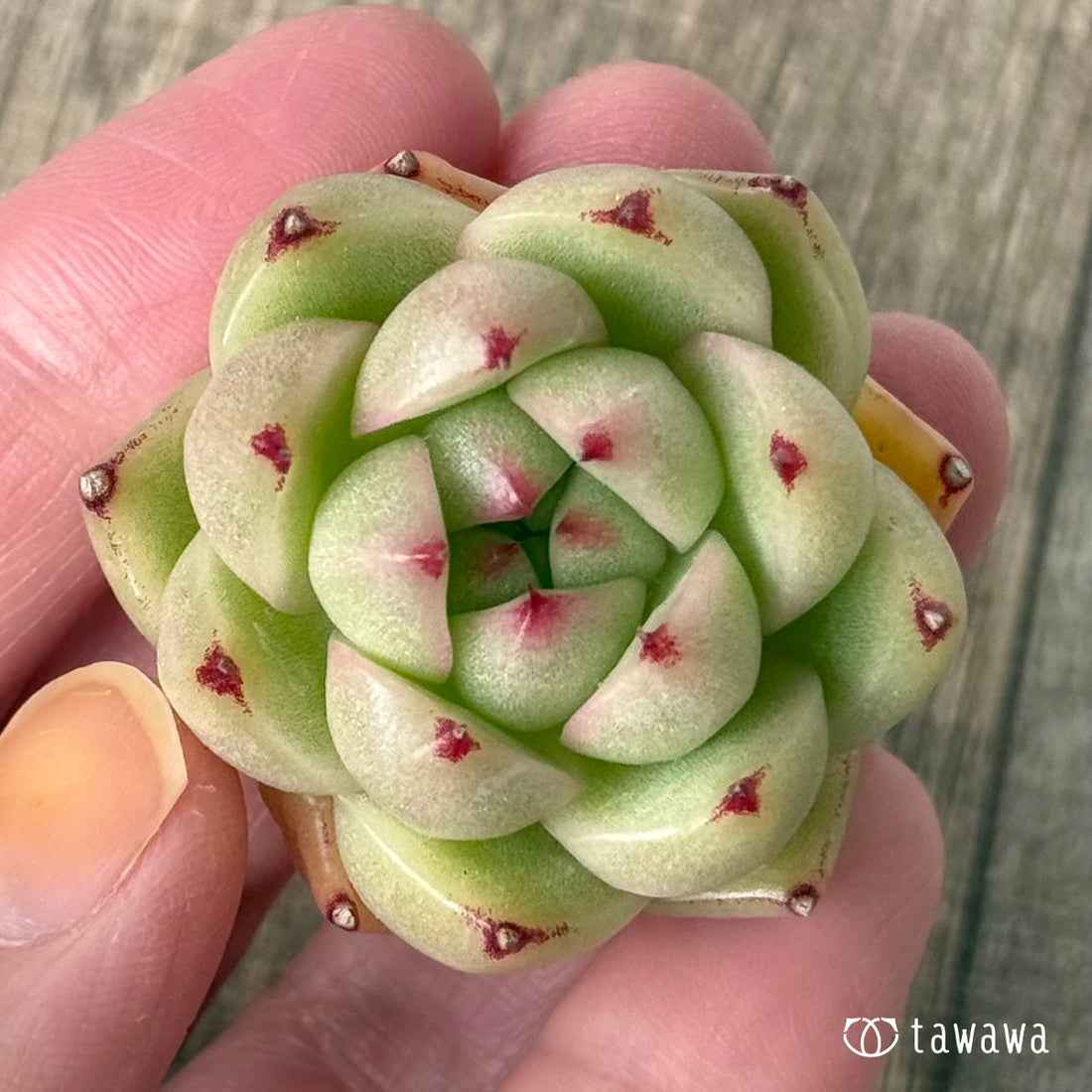 ＊新入荷②＊　CM177（チャンヒー農園苗）