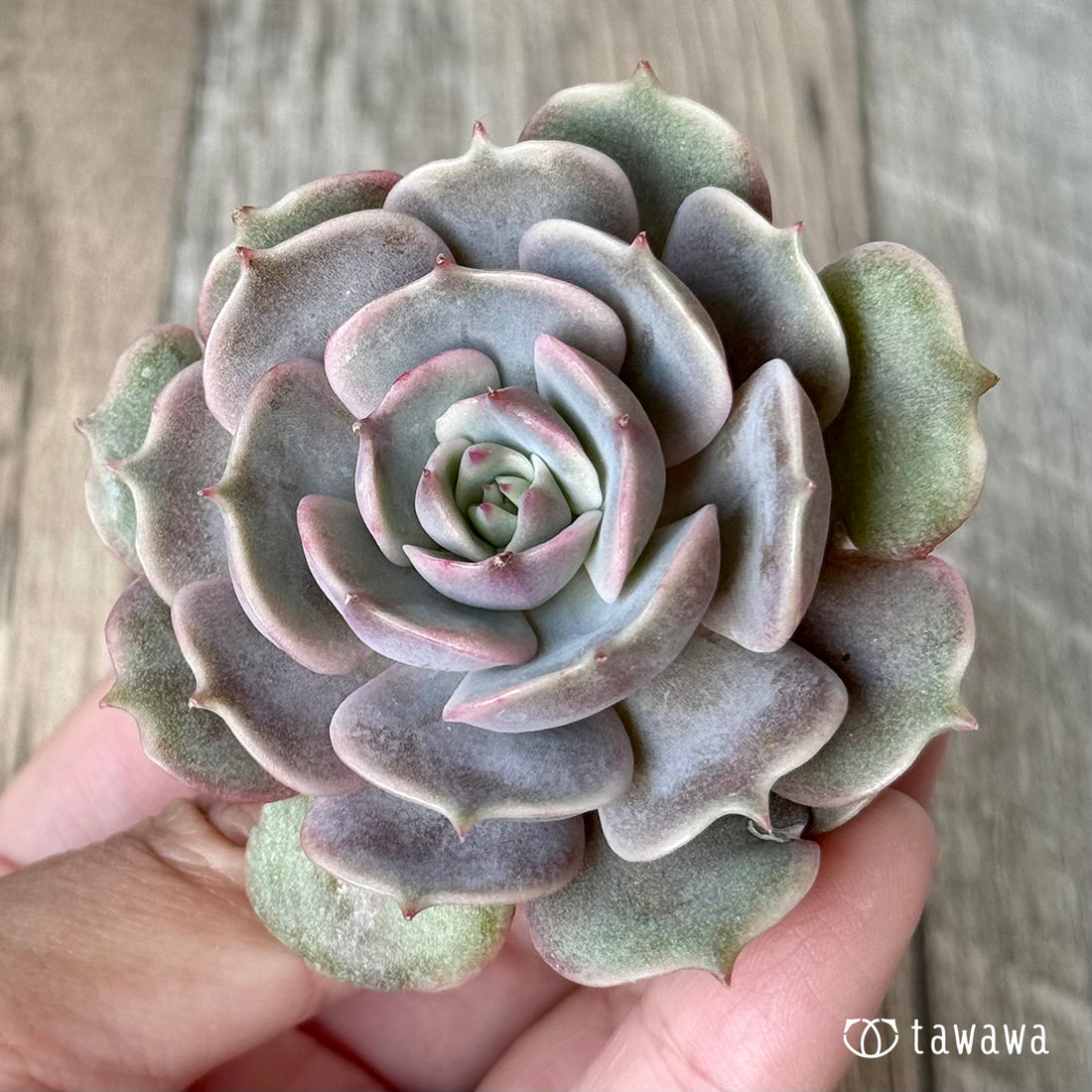 ＊新入荷＊　ピンクローラ（チャンヒー農園苗）