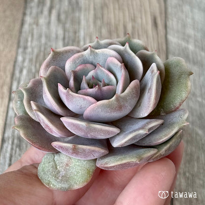 ＊新入荷＊　ピンクローラ（チャンヒー農園苗）