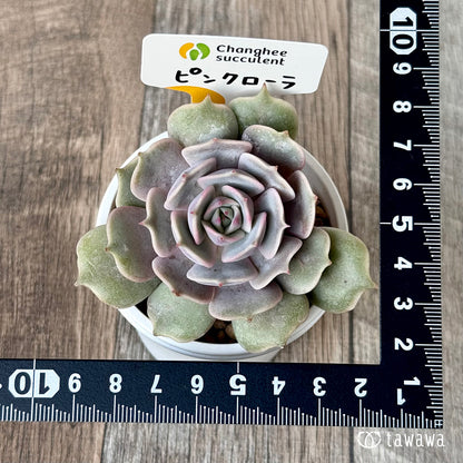 ＊新入荷＊　ピンクローラ（チャンヒー農園苗）