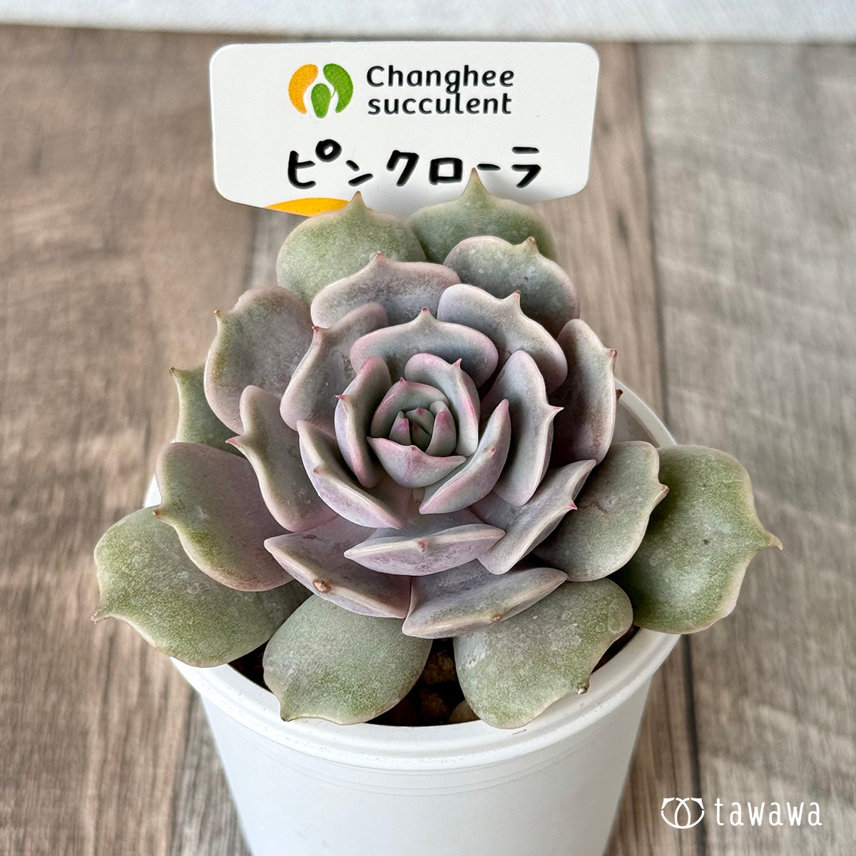 ＊新入荷＊　ピンクローラ（チャンヒー農園苗）