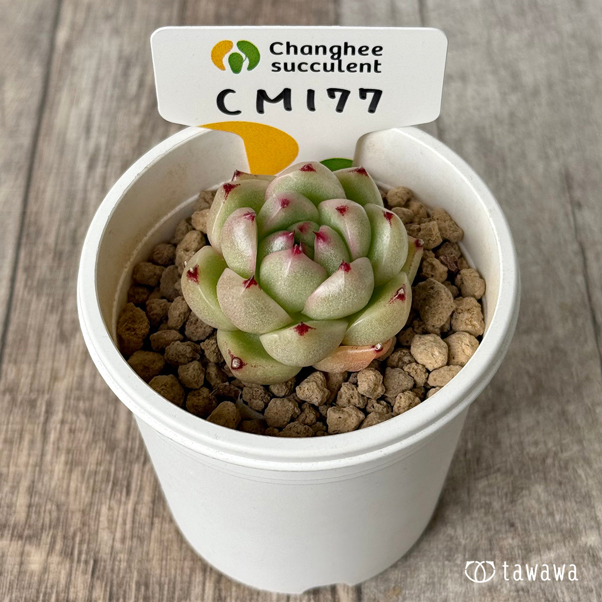 CM177（チャンヒー農園苗）