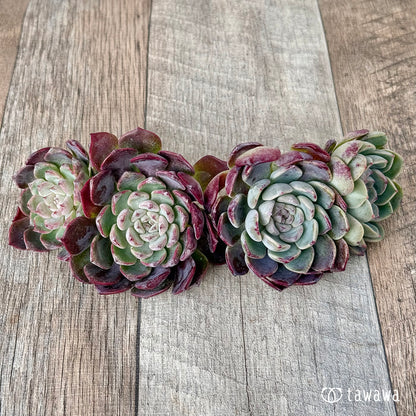 ＊新入荷＊　ミシュラン【大・双頭】（チャンヒー農園苗）