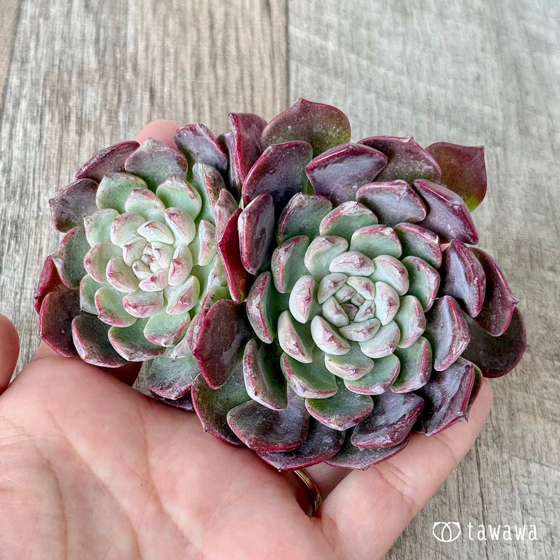 New Arrivals: Ice Green