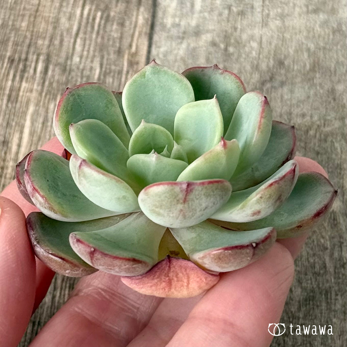 モエン（チャンヒー農園苗）