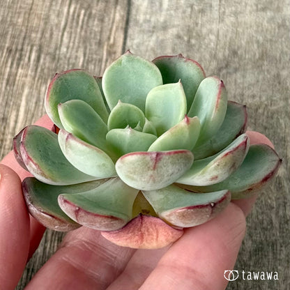 モエン（チャンヒー農園苗）