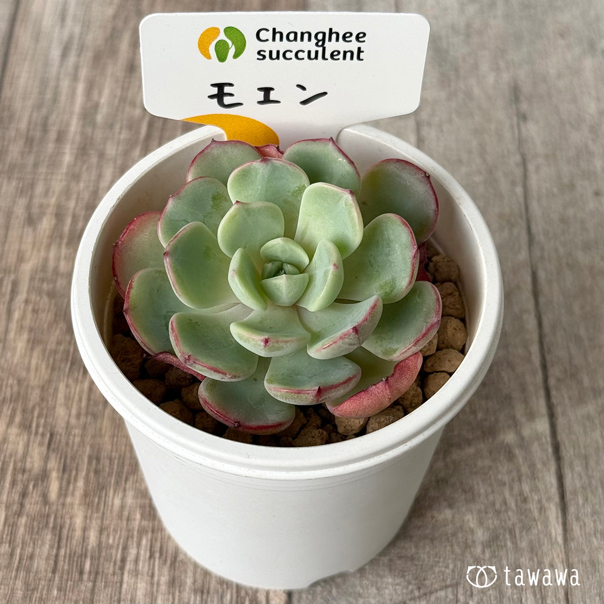 モエン（チャンヒー農園苗）