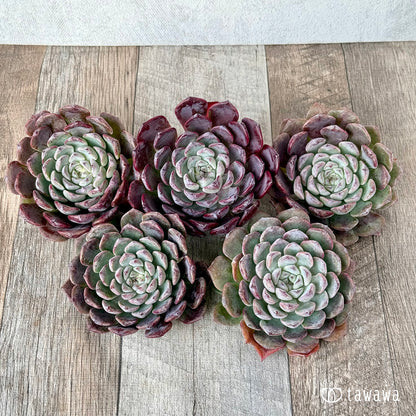 New Arrivals: Ice Green