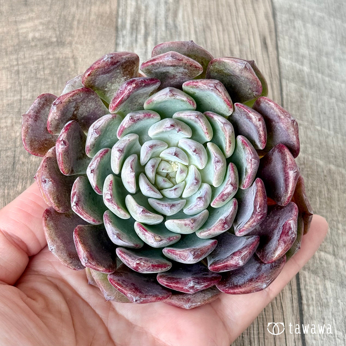 New Arrivals: Ice Green