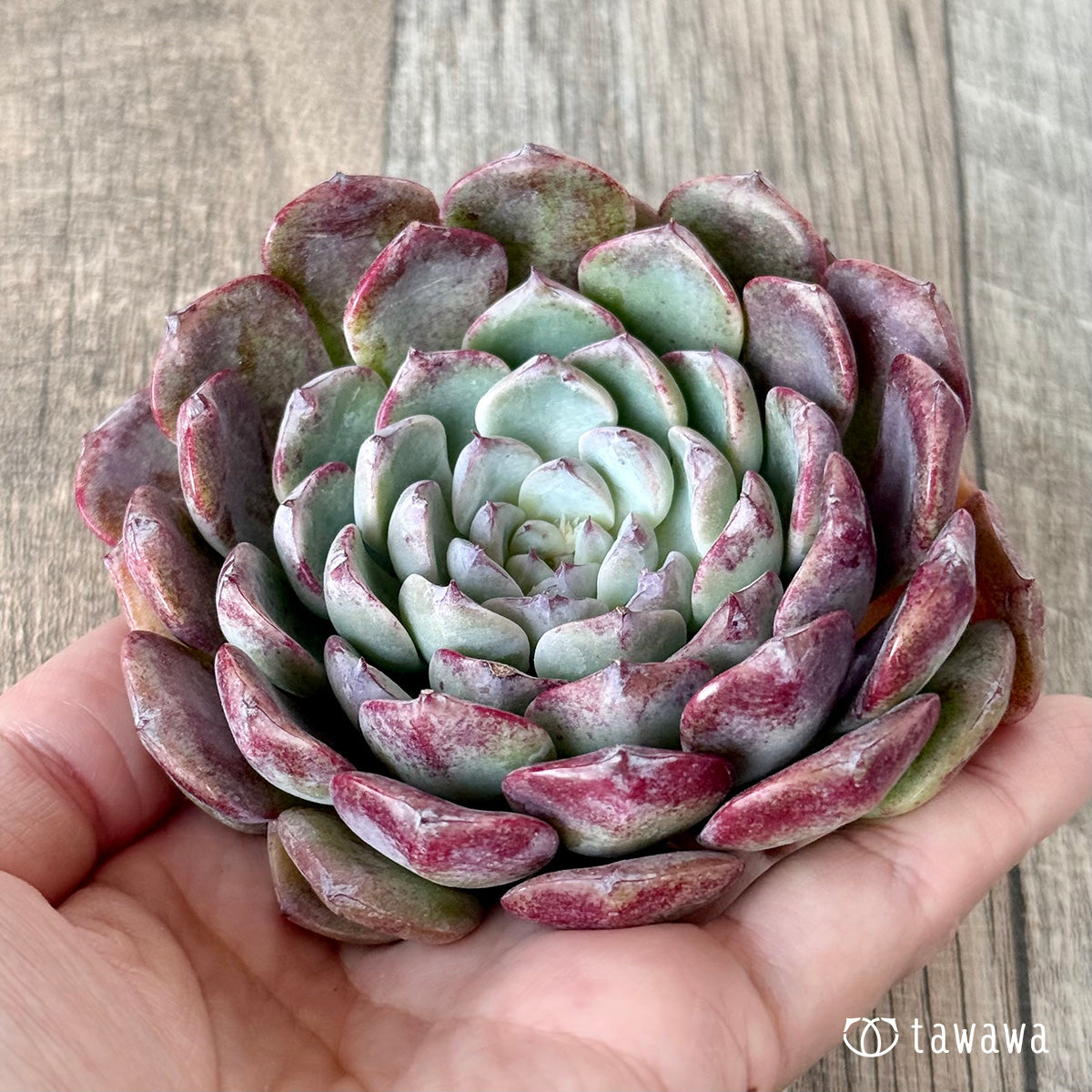 New Arrivals: Ice Green