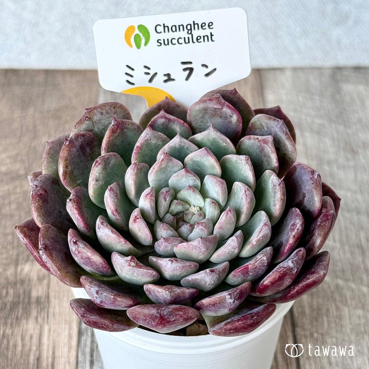 ミシュラン【大・単頭】（チャンヒー農園苗） – 多肉植物の通販・販売