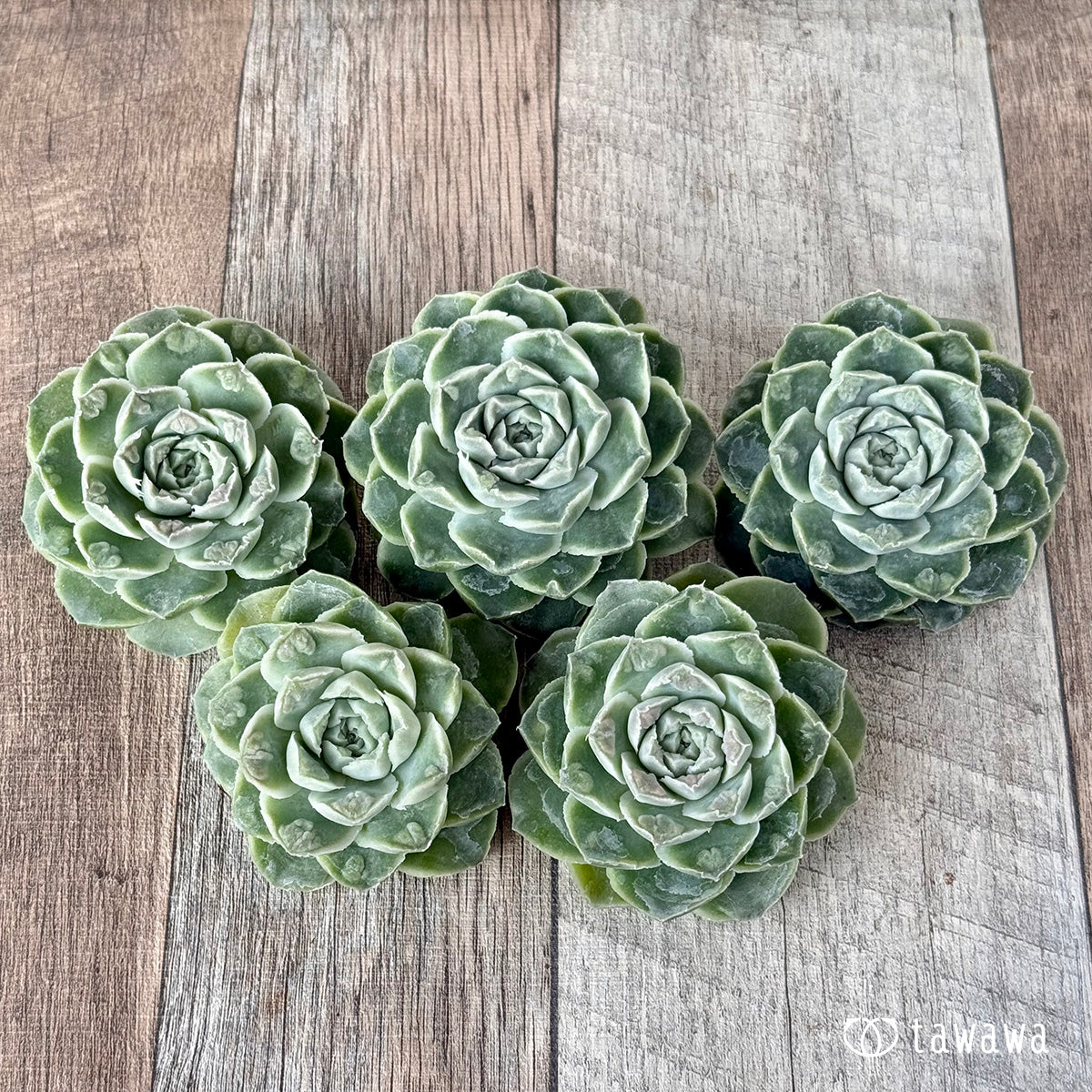 ＊新入荷＊　エンジェルデュー（チャンヒー農園苗）