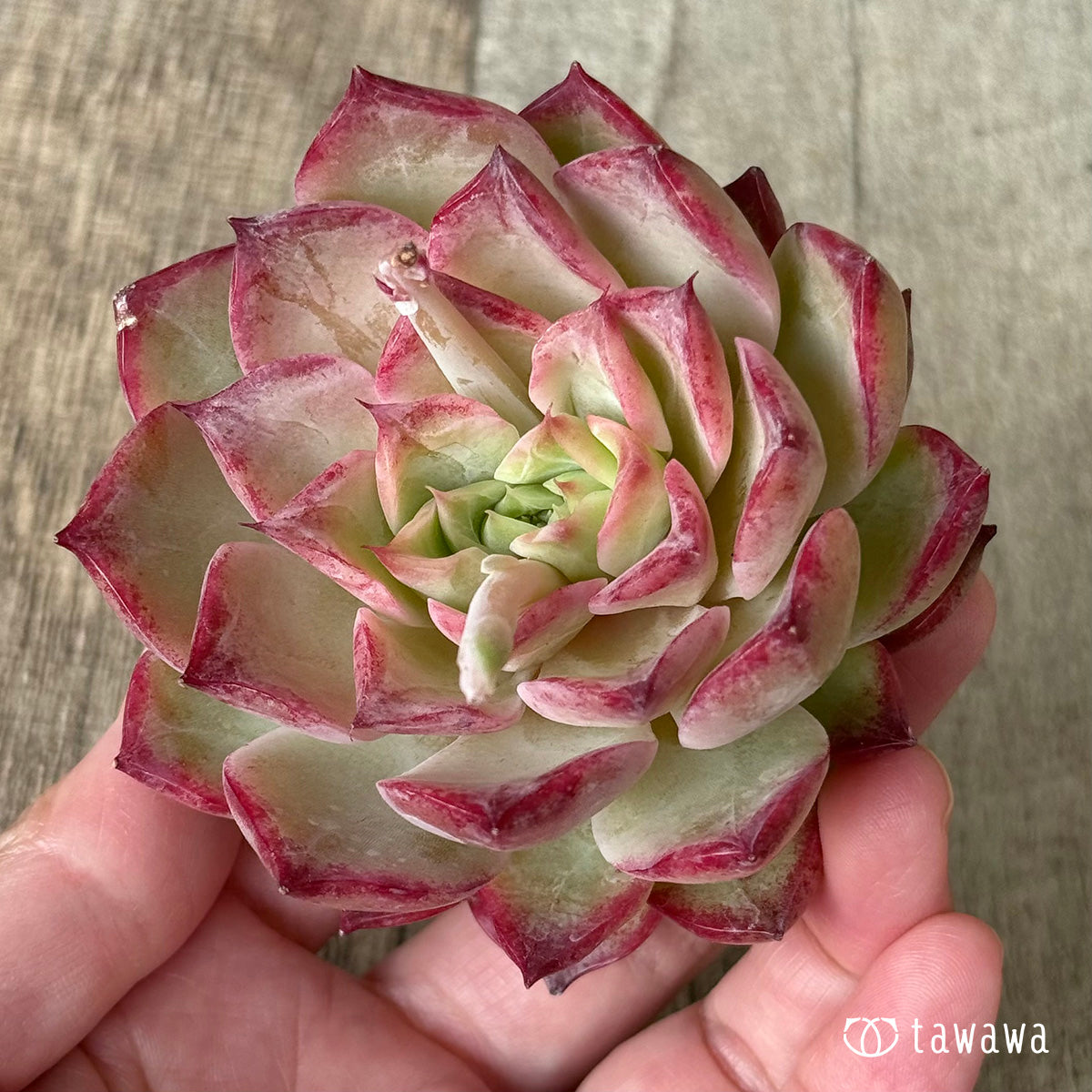 ハイルビー（チャンヒー農園苗）
