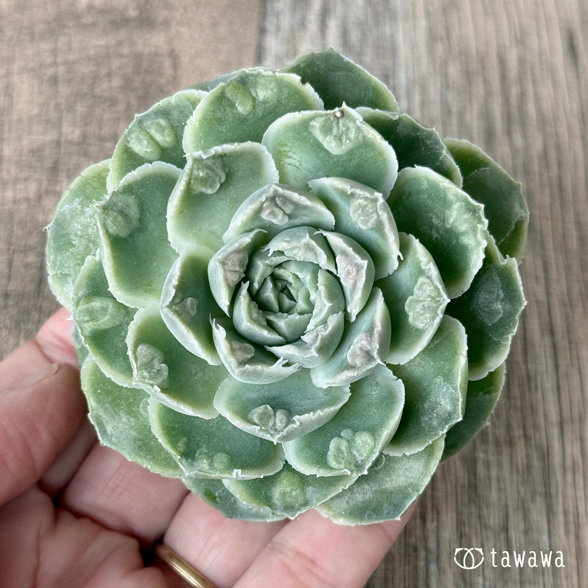 ＊新入荷＊　エンジェルデュー（チャンヒー農園苗）