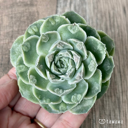 ＊新入荷＊　エンジェルデュー（チャンヒー農園苗）