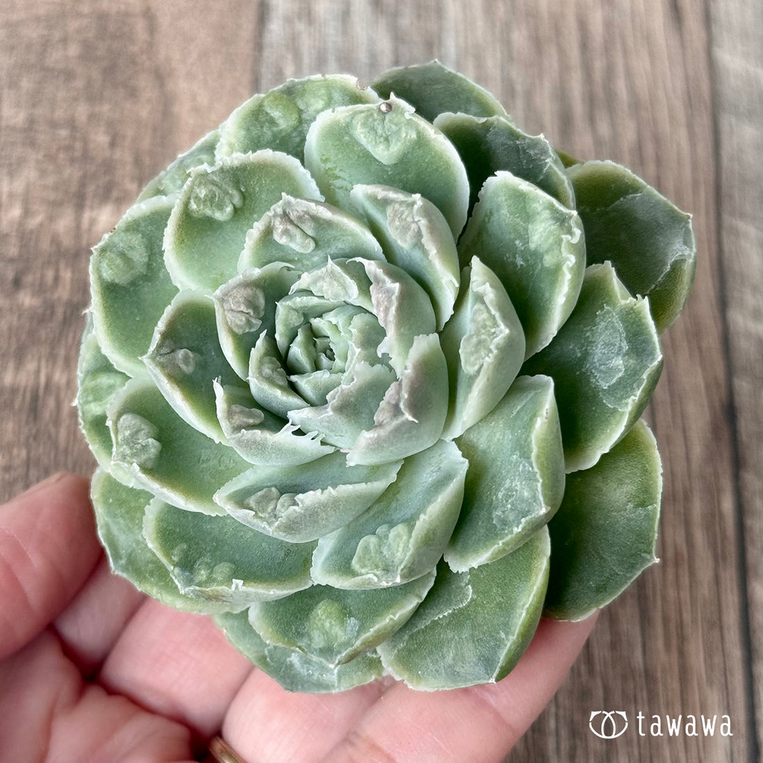 ＊新入荷＊　エンジェルデュー（チャンヒー農園苗）