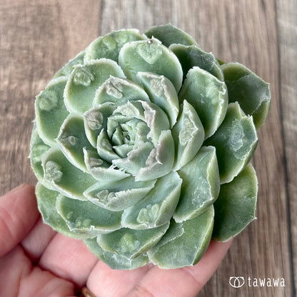 ＊新入荷＊　エンジェルデュー（チャンヒー農園苗）