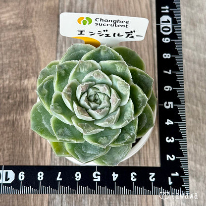 ＊新入荷＊　エンジェルデュー（チャンヒー農園苗）