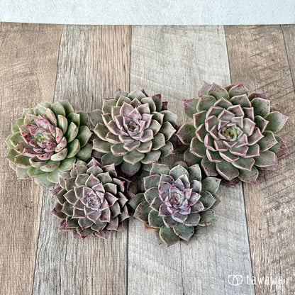 ＊新入荷＊　ドットライン（チャンヒー農園苗）