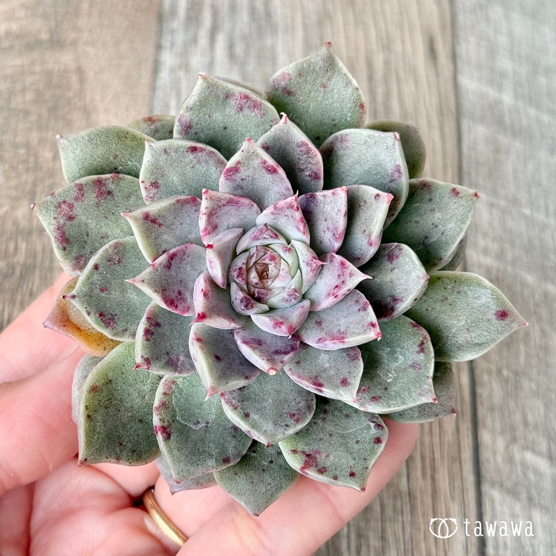 *新入荷* ドットライン(チャンヒー農園苗)