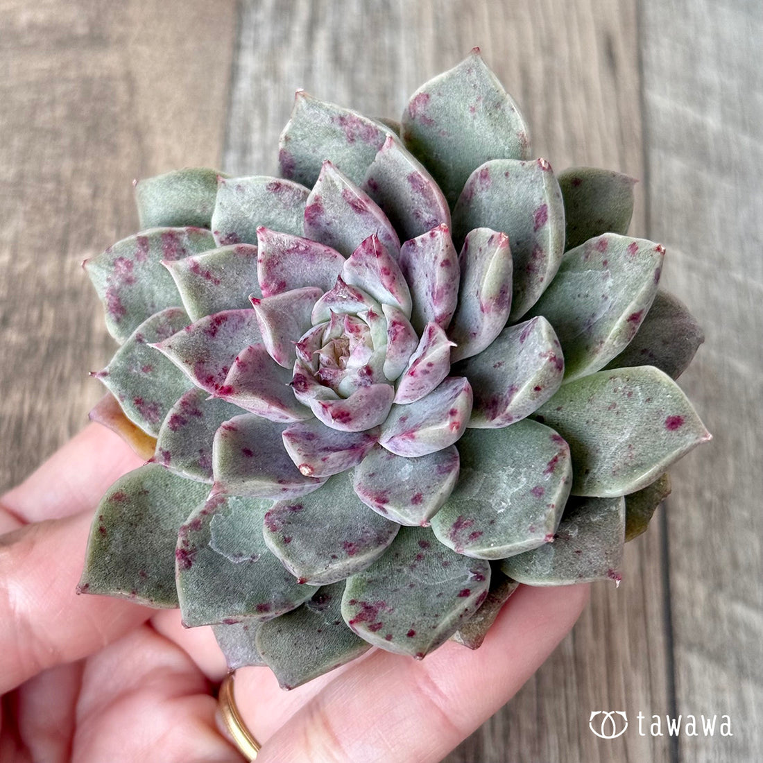 ＊新入荷＊　ドットライン（チャンヒー農園苗）