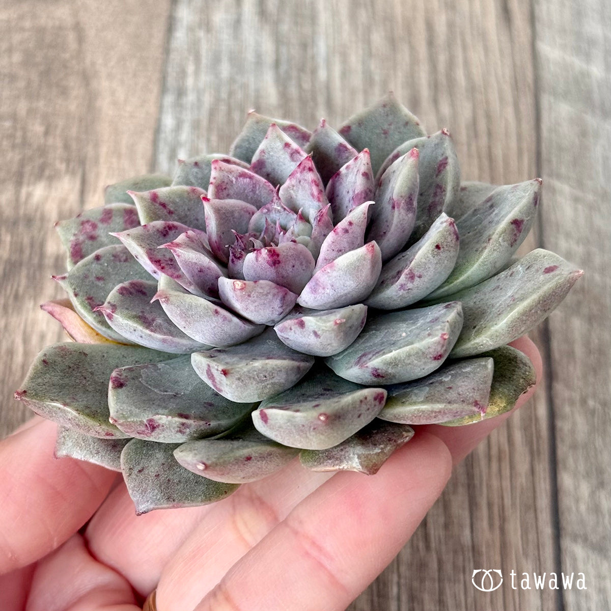 ＊新入荷＊　ドットライン（チャンヒー農園苗）