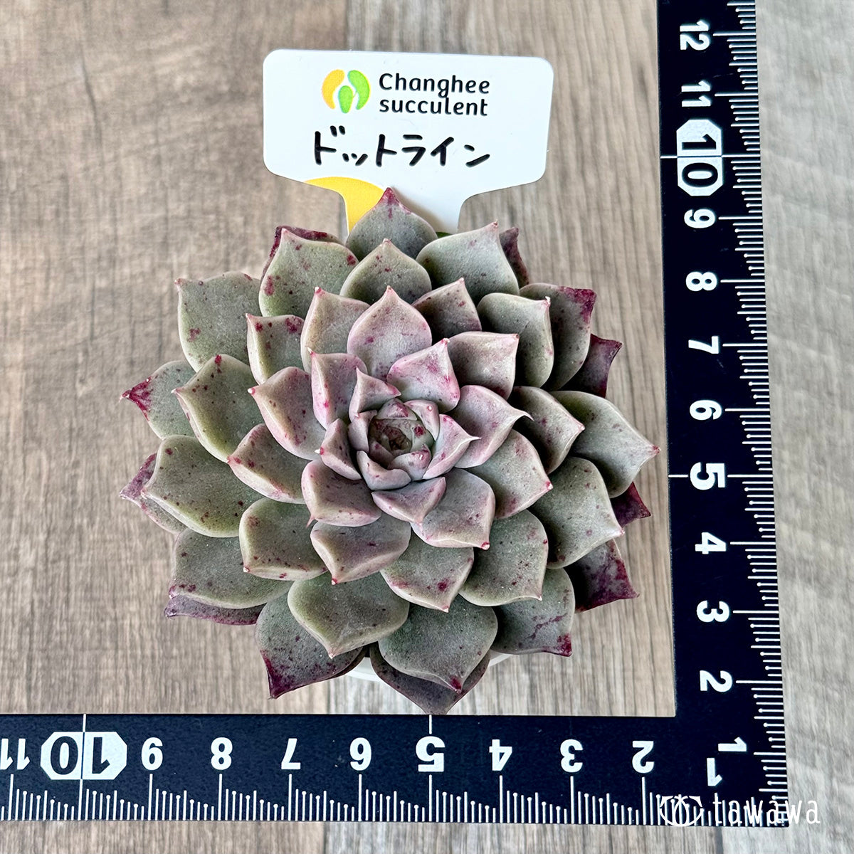 チャンヒー農場◎ルナ◎多肉植物 カット苗 輸入苗 エケベリア等 ドットライン（チャンヒー農園苗） – 多肉植物の通販・販売サイト tawawa