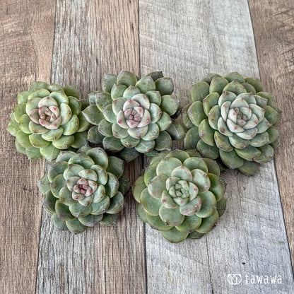 ＊新入荷＊　ムジ【単頭】（チャンヒー農園苗）