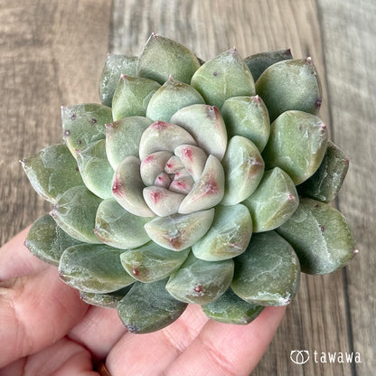 ＊新入荷＊　ムジ【単頭】（チャンヒー農園苗）