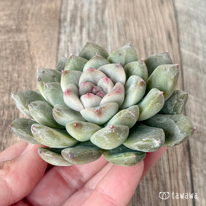 ＊新入荷＊　ムジ【単頭】（チャンヒー農園苗）