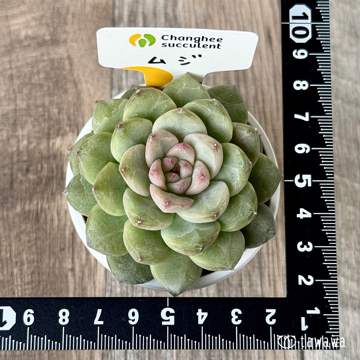 ＊新入荷＊　ムジ【単頭】（チャンヒー農園苗）