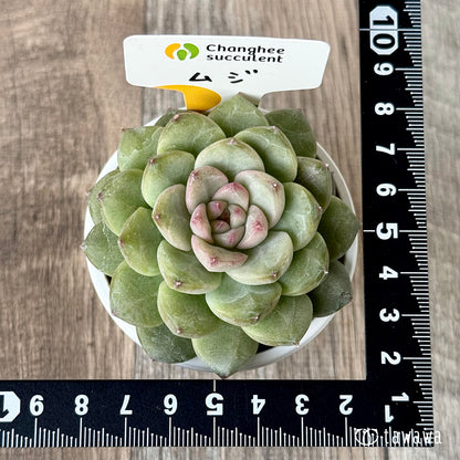 ＊新入荷＊　ムジ【単頭】（チャンヒー農園苗）