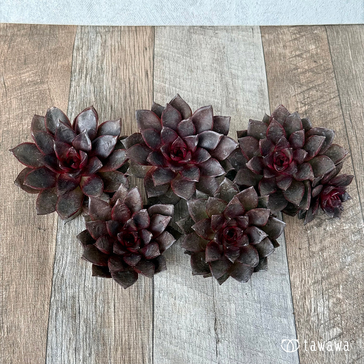 페로몬 (챔피언 모종)