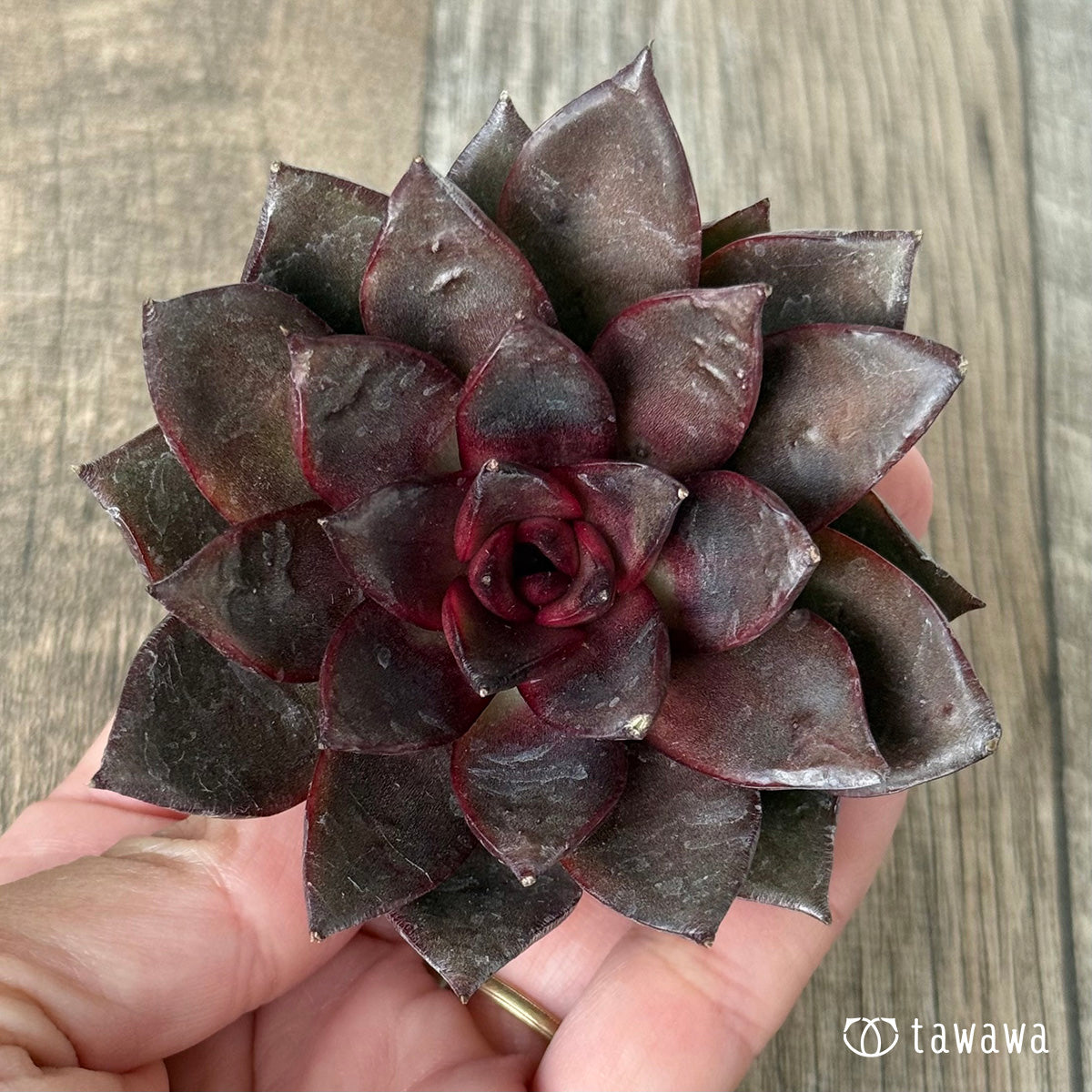 페로몬 (챔피언 모종)