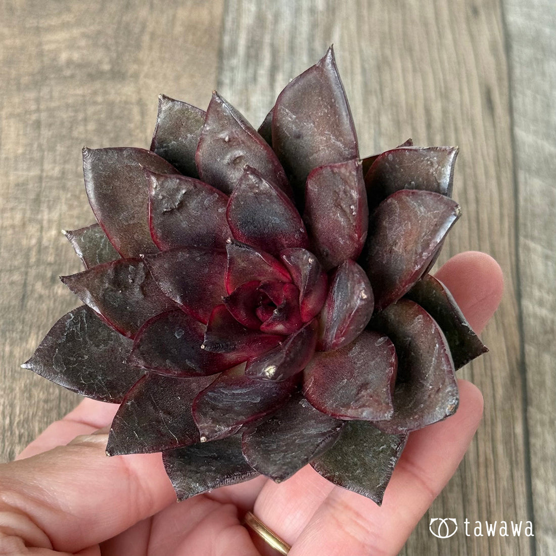 ＊新入荷＊　モカ（チャンヒー農園苗）